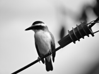 ave blanco y negro