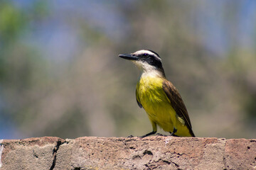 Fototapeta premium birds