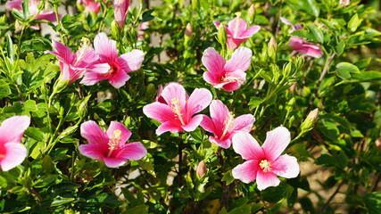 ミニサイズのハイビスカス