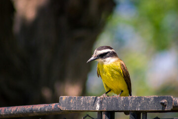 birds