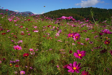 Obraz premium beautiful pink cosmos flower in Autumn - ピンク色のコスモス 