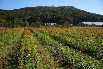 Fototapeta na wymiar Field of Colorful African Daisy or Gerbera in Japan - ガーベラ 花畑 