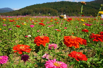 Field of Colorful African Daisy or Gerbera in Japan - ガーベラ 花畑