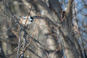 Chickadee in Yukon, Canada
