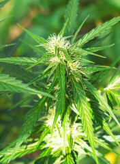 Ripe cannabis plant - hemp. Blooming female marijuana flower and leaves growing in homemade garden. Shallow depth of field and blurred background. Illuminated by soft daylight. Close-up.