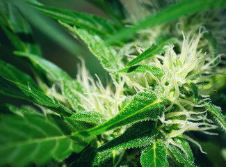 Ripe cannabis plant - hemp. Blooming female marijuana flower and leaves growing in homemade garden. Shallow depth of field and blurred background. Illuminated by soft daylight. Close-up.