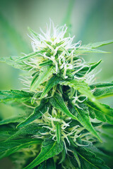 Ripe cannabis plant - hemp. Blooming female marijuana flower and leaves growing in homemade garden. Shallow depth of field and blurred background. Illuminated by soft daylight. Close-up.