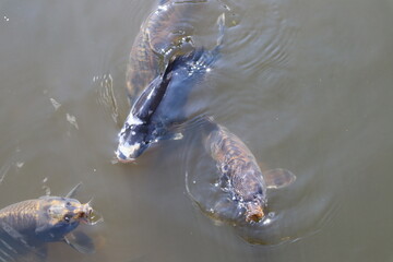 large fish on the surface of a pond