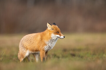 Mammals - European Red Fox (Vulpes vulpes)