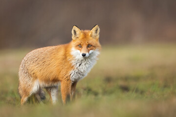 Mammals - European Red Fox (Vulpes vulpes)