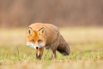 Mammals - European Red Fox (Vulpes vulpes)