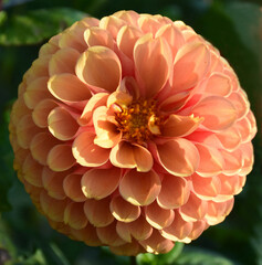 Orange dahlia 4