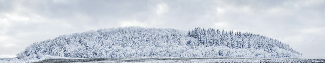 banner of beautiful winter landscape  snow covered pine forest