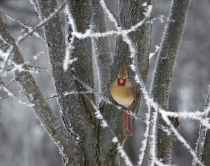 Female northern cardinal in a frosty tree