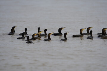 Naklejka premium A school of Neotropic cormorant fishing, (Phalacrocorax brasilianus) Phalacrocoracidae family. Amazon rainforest, Brazil 