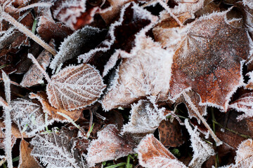 frost on dry autumn leaves