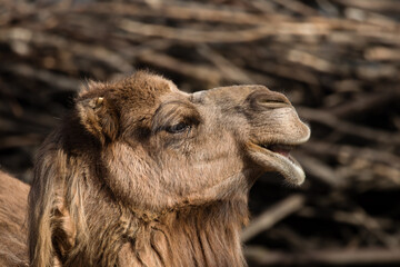 Graved Camel, Dromedary, Camelus dromedarius, Camel's Head and His Funny Face, Animal from Africa