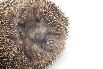Cute european hedgehog funny sleeping on a white background