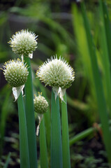 blooming green onion feathers in spring