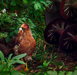 Chicken at the farm