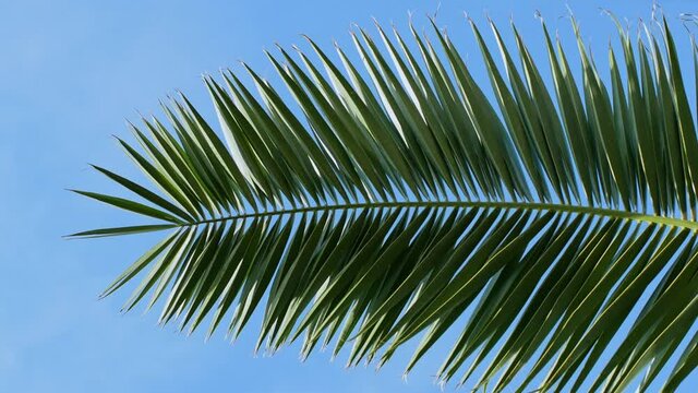 Tropical date green palm tree with branches, moving in the wind against a blue sky. 