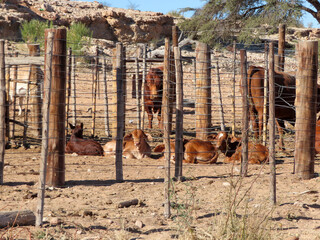 cows in a kraal