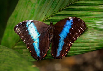 Morpho achilles, the Achilles morpho, blue-banded morpho, or banded blue morpho, is a Neotropical...