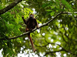 Brown howler (Alouatta guariba), also known as brown howler monkey, is a species of howler monkey,...