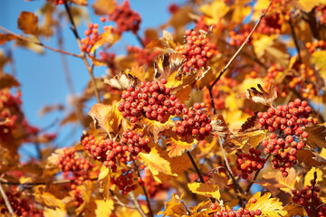 Red Sorbus bunches among autumn leaves. Red berries of Sorbus aucuparia hanging on the branches among the autumn leaves on a sunny day