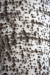 Close-up of white birch bark texture. Natural birch bark background