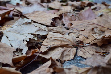 Autumn leaves on the street as a close up
