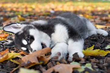 Husky Welpe spielt mit Laub im Herbst
