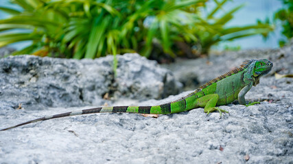 Iguana on Rock