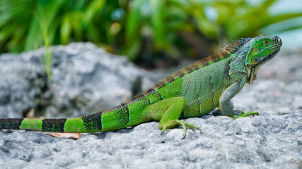 Iguana on Rock