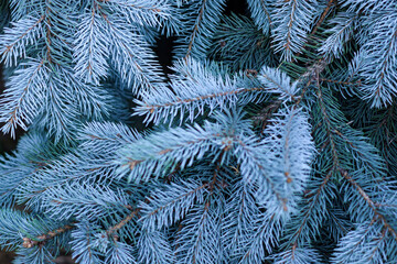 Naklejka na ściany i meble Green spruce branches as texture background. Blue spruce foliage. Christmas and new year background. 