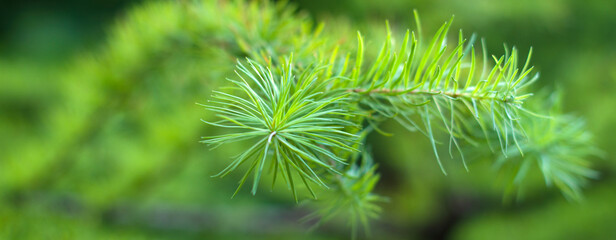 Green spruce branches as texture background. Blue spruce foliage. Christmas and new year background. 