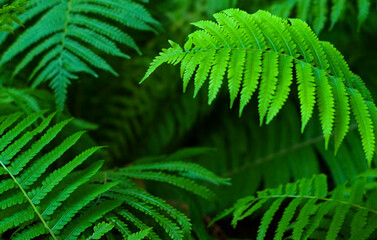 The green foliage of fresh spring fern leaves. Natural close-up background