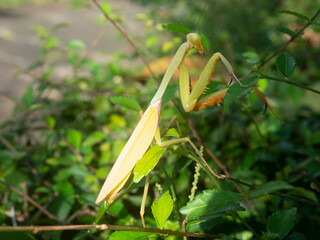 Close up shoot of a praying mantis