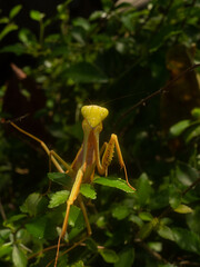 Close up shoot of a praying mantis
