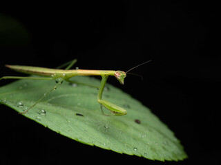 Close up shoot of a praying mantis
