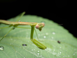 Close up shoot of a praying mantis