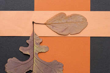 autumn leaves background