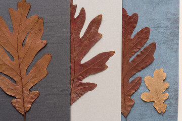 autumn oak leaves partly covered with paper