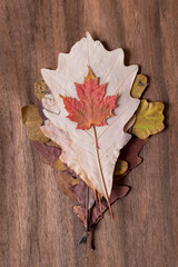 Naklejka na ściany i meble mini red maple leaf on a pile of autumn leaves