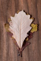 pile of autumn leaves on a wooden background