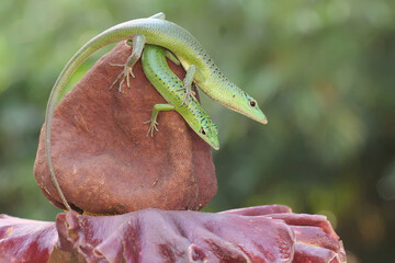 A pair of Emerald Tree Skink (Lamprolepis smaragdina) is preparing to mate.