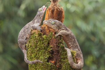 A pair of Halmahera giant geckos are mating. This endemic reptile from Halmahera Island, Indonesia has the scientific name Gehyra marginata. 