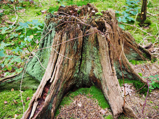 Baumstumpf