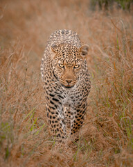 Obraz premium leopard in wild
