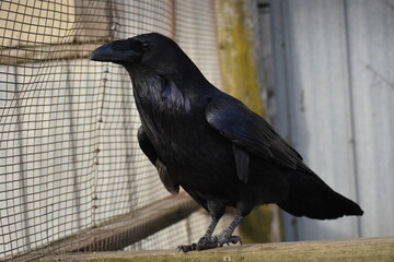 Animal
